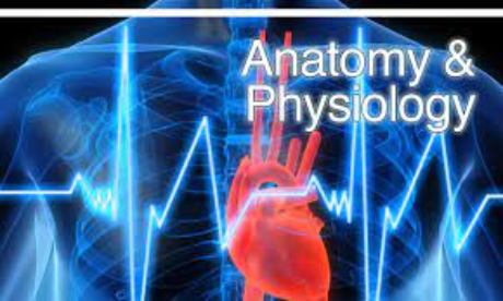 Human Anatomy and Physiology I